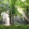Light Descending - Joseph Smith First Vision in the Sacred Grove - Available Framed - Image 4