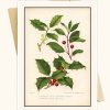 Mountain Holly - Vintage Note Card Set