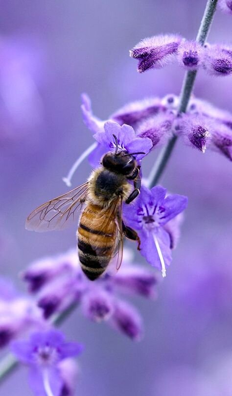 ?Bee &amp; Beehive Things We LOVE - Adorable Bee Photos