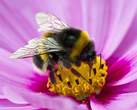 ?Bee &amp; Beehive Things We LOVE - Adorable Bee Photos