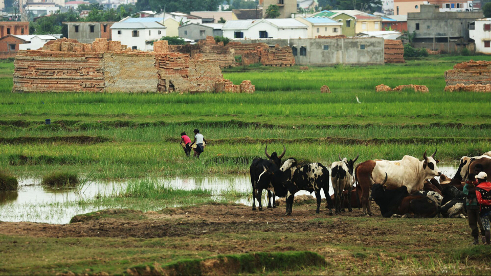 Cook-Madagascar-2023